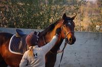 Bienvenue à l'écurie Dream Horse